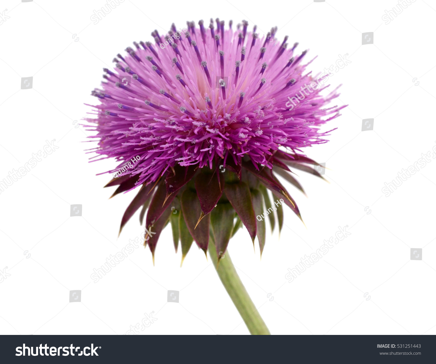 Thistle Flower Isolated On White Stock Photo 531251443 : Shutterstock