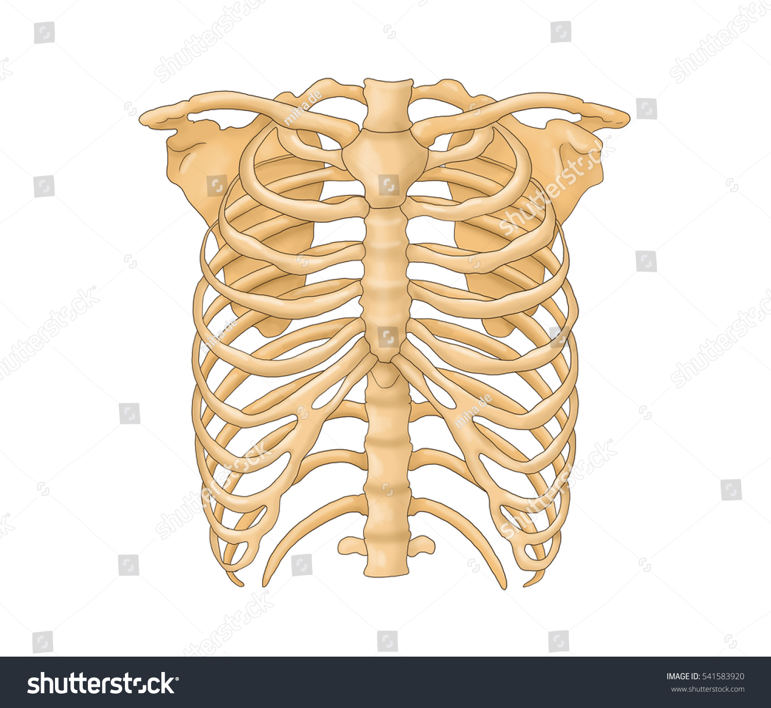Thoracic Cage Thoracic Bones Stock Illustration 541583920 | Shutterstock