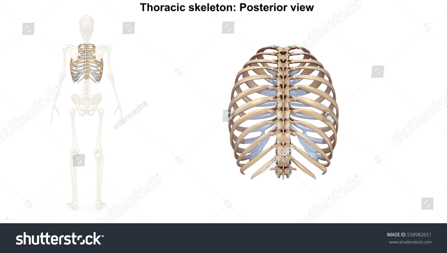 Thoracic Skeleton Posterior View 3d Illustration Stock Illustration ...