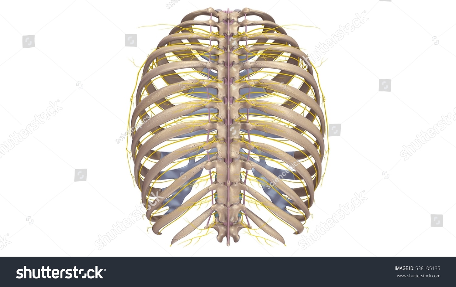 Thoracic Skeleton Ligaments Nerves Posterior View Stock Illustration ...