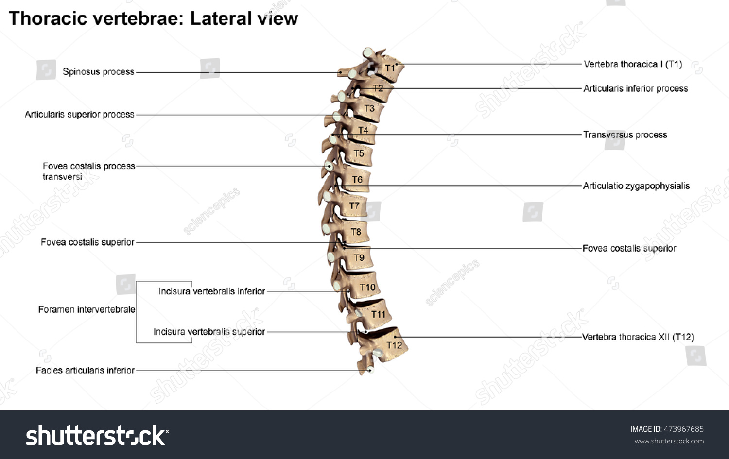 Thoracic Vertebrae Lateral View 3d Illustration Stock Illustration ...