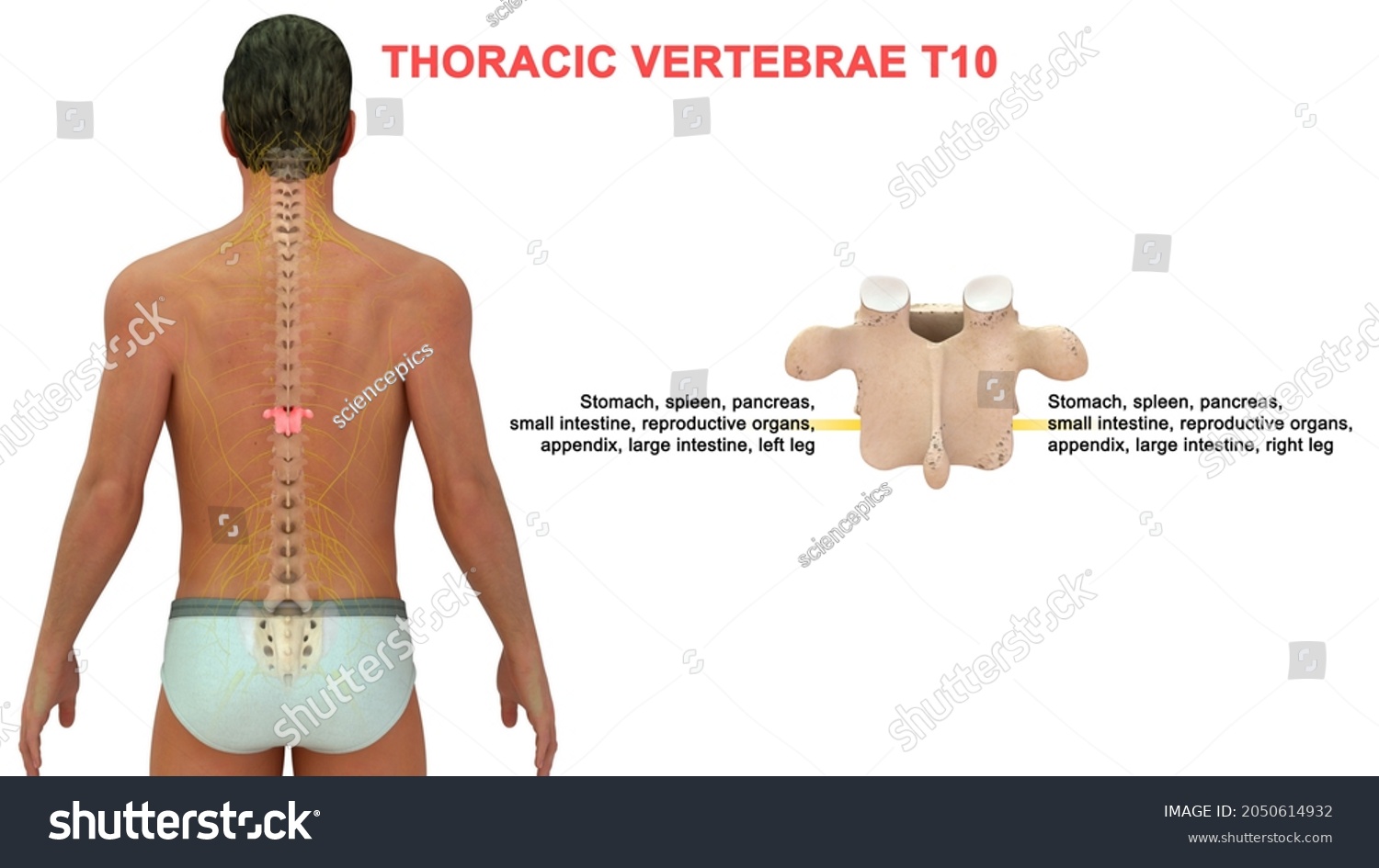 Thoracic Vertebrae T10 Bone Anatomy Labeled Stock Illustration 2050614932 Shutterstock 0045