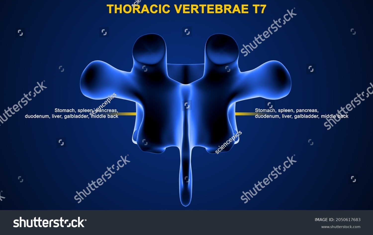Thoracic Vertebrae T7 Bone Anatomy Labeled стоковая иллюстрация 2050617683 Shutterstock 1961