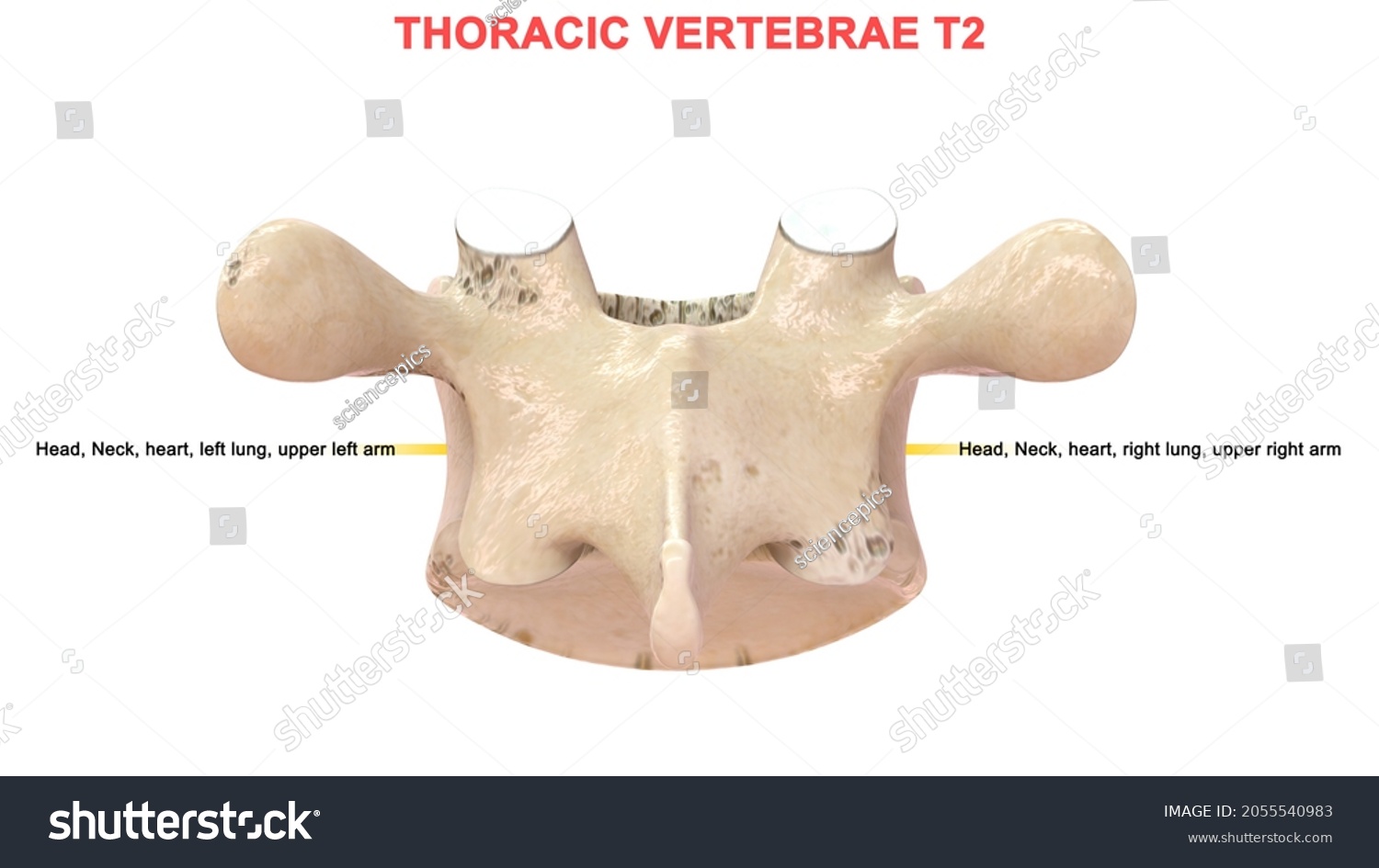 Thoracic Vertebrae T Bone Anatomy Labeled Stock Illustration