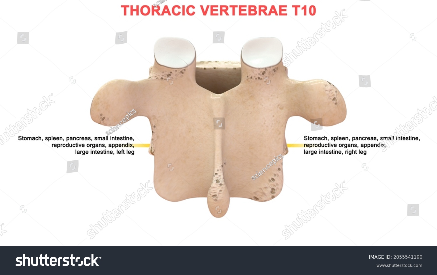 Thoracic Vertebrae T10 Bone Anatomy Labeled ภาพประกอบสต็อก 2055541190