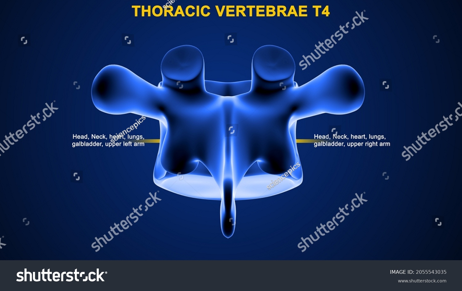 Thoracic Vertebrae T4 Bone Anatomy Labeled ilustrações stock