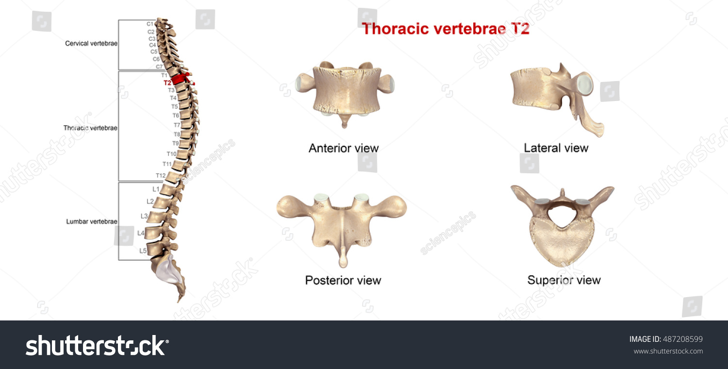 Thoracic Vertebrae T2 3d Illustration - 487208599 : Shutterstock