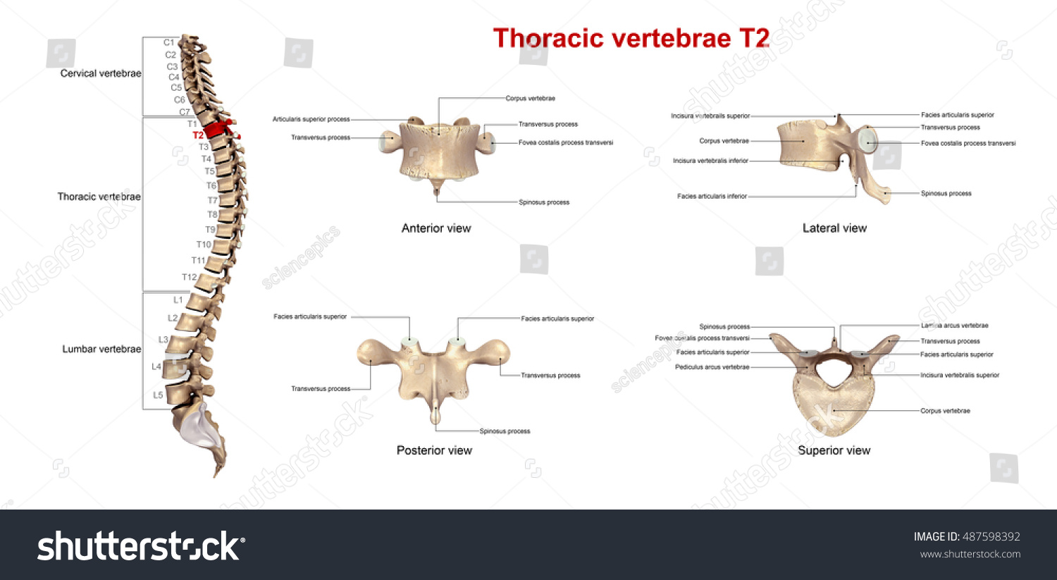 Thoracic Vertebrae T2 3d Illustration - 487598392 : Shutterstock