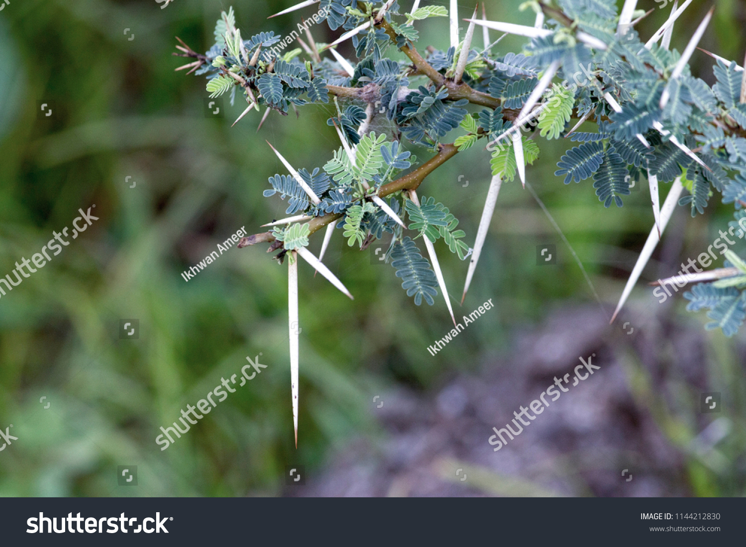 Thorns Acacia Nilotica Babul Tree India Stock Photo 1144212830 ...