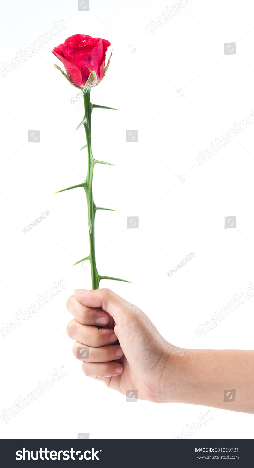 Thorns Rose Thorns Hand Isolated On Stock Photo 231269731 - Shutterstock