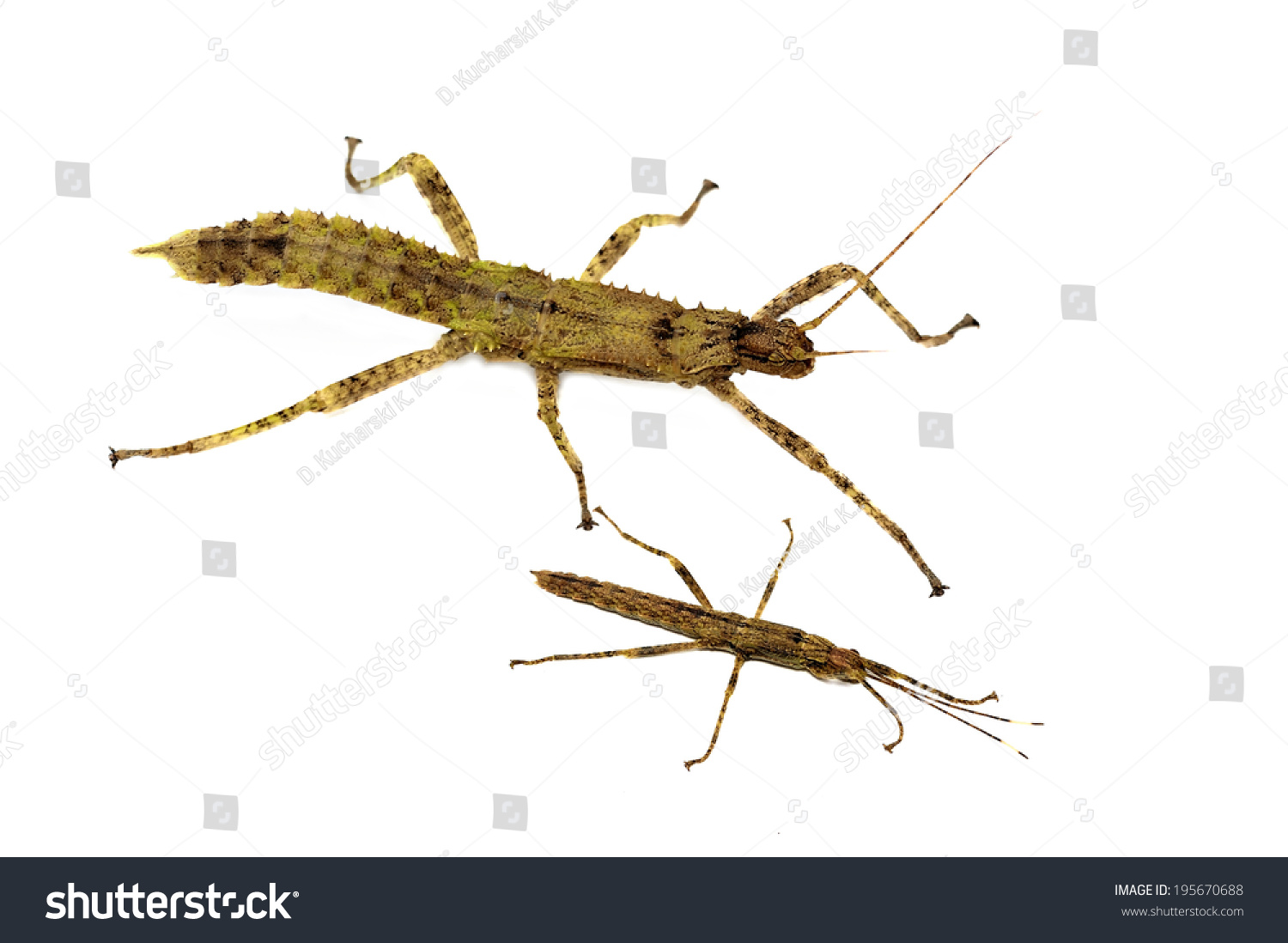 Thorny Devil Stick Insect Eurycantha Calcarata Isolated On White Stock ...