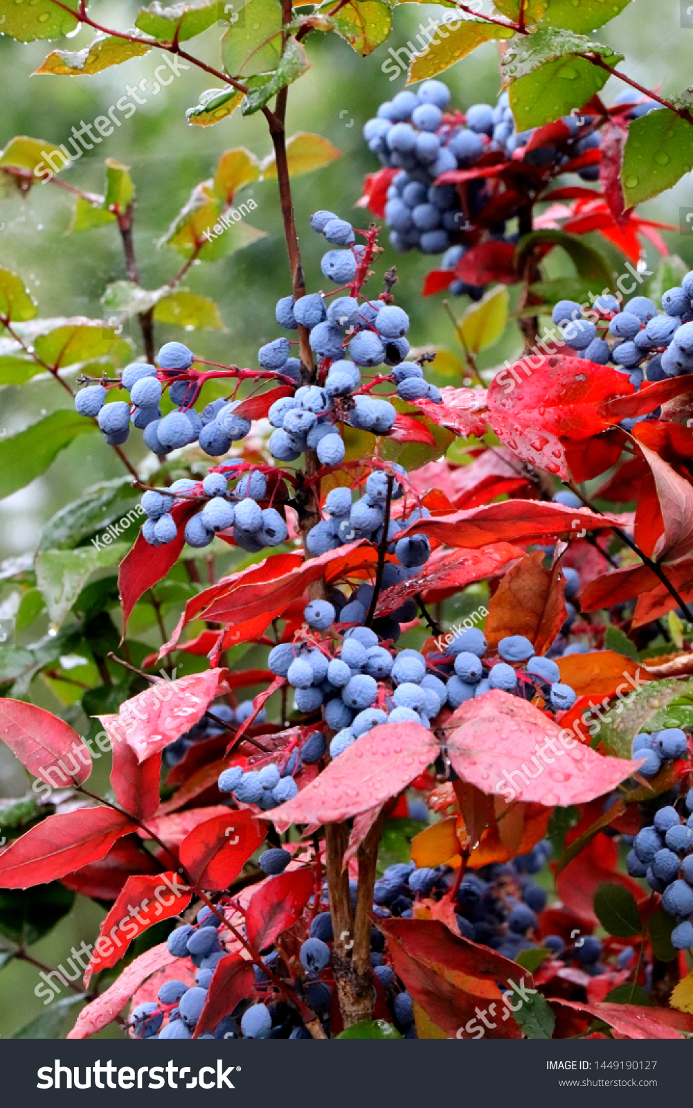 Thorny Holly Berries Ilex Aquifolium Bush Stock Photo Edit Now 1449190127