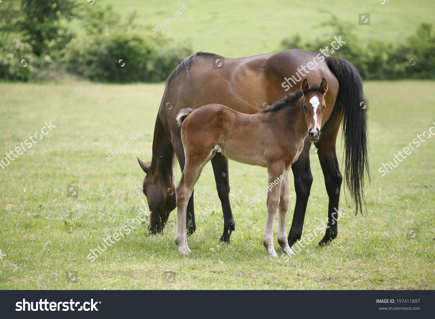 Thoroughbred Mare Foal Pasture Following Mother Stock Photo 197411897 ...