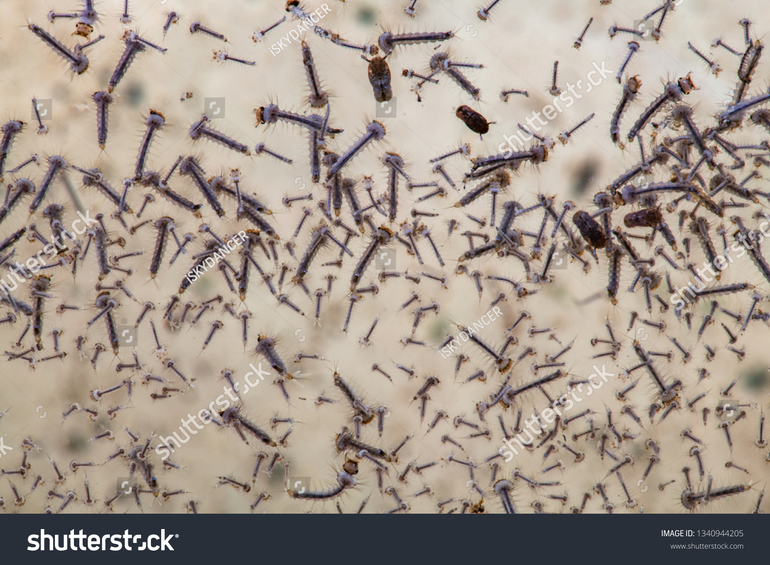 Thousand Mosquito Larvae Floating On Water Stock Photo Edit Now