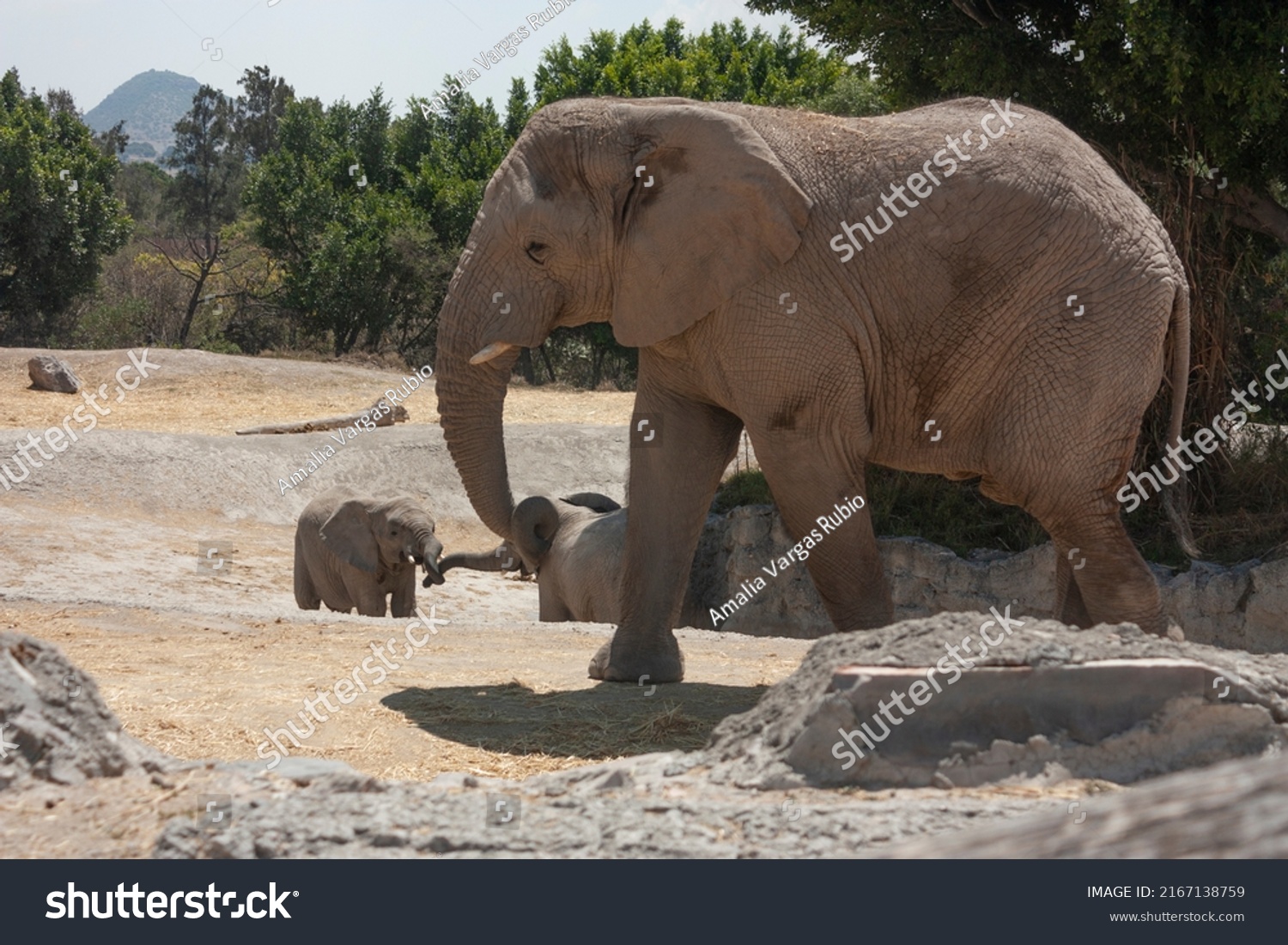 Three African Elephants Scientific Name Loxodota Stock Photo 2167138759