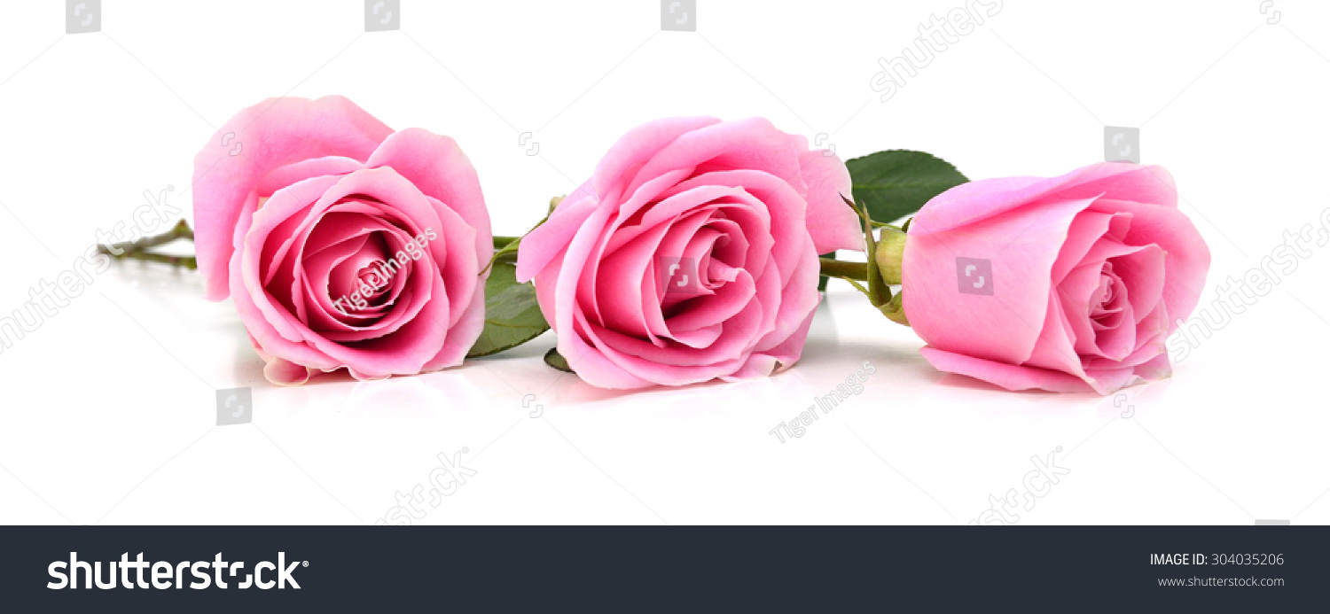 Three Beautiful Pink Roses On White Stock Photo 304035206 - Shutterstock