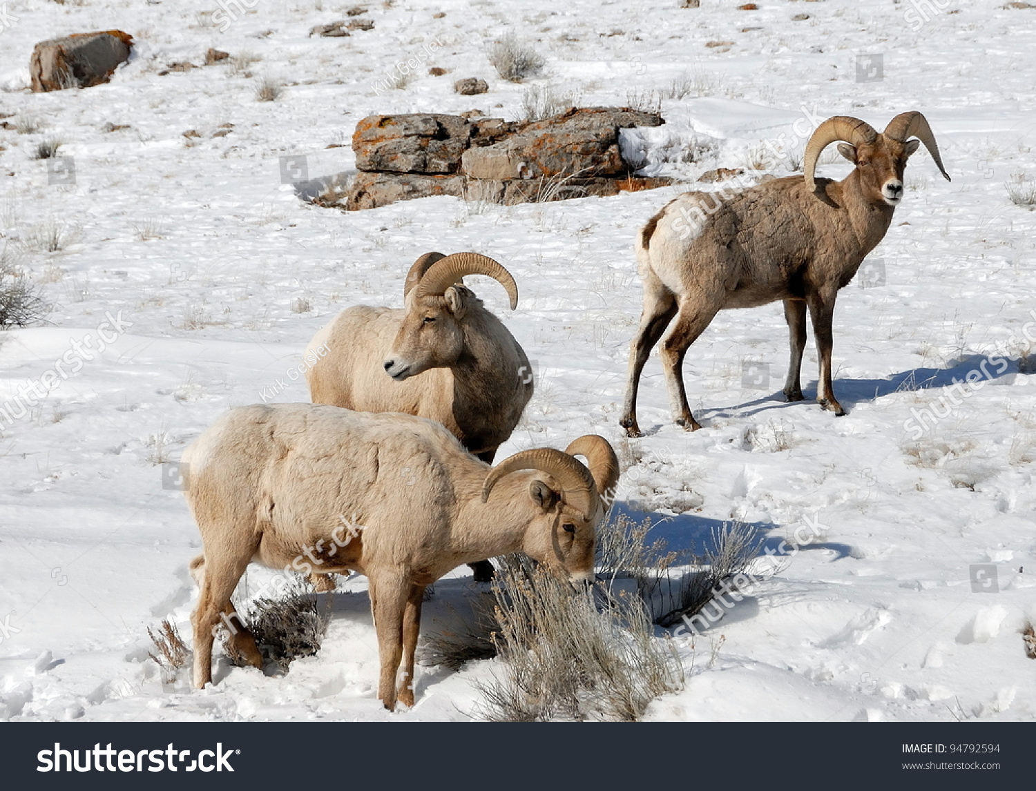 Three Bighorn Sheep Rams Looking For Feed. Stock Photo 94792594 ...