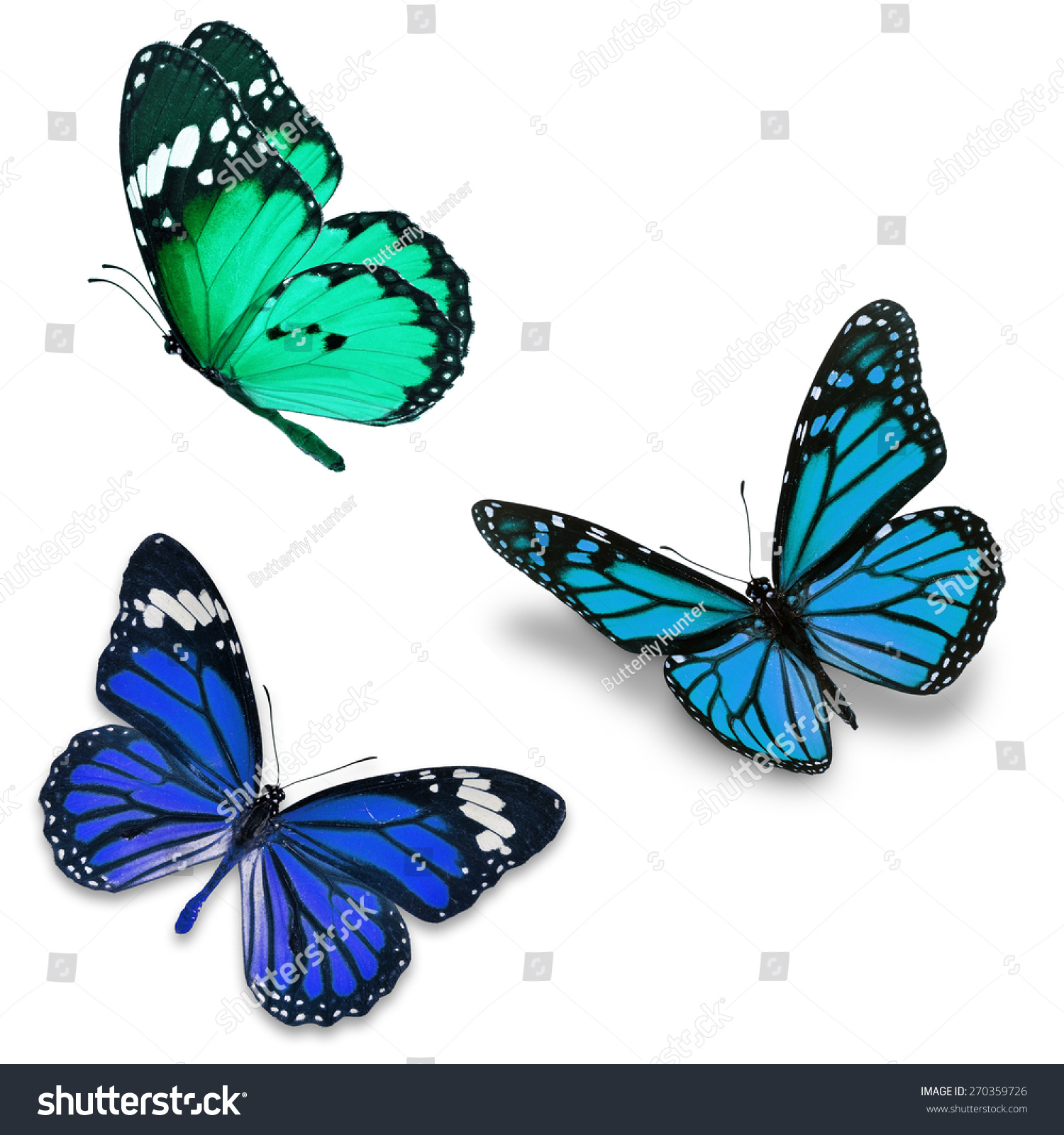 Three Colorful Butterfly, Isolated On White Background Stock Photo ...