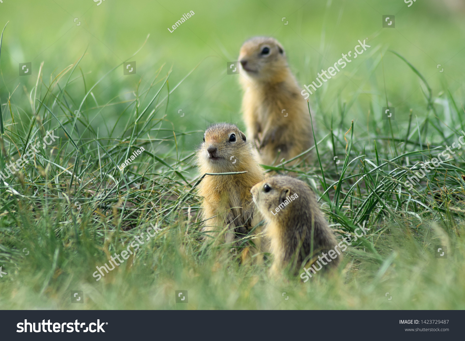 Three Cute Baby Gopher Peering Somewhere Stock Photo 1423729487 ...