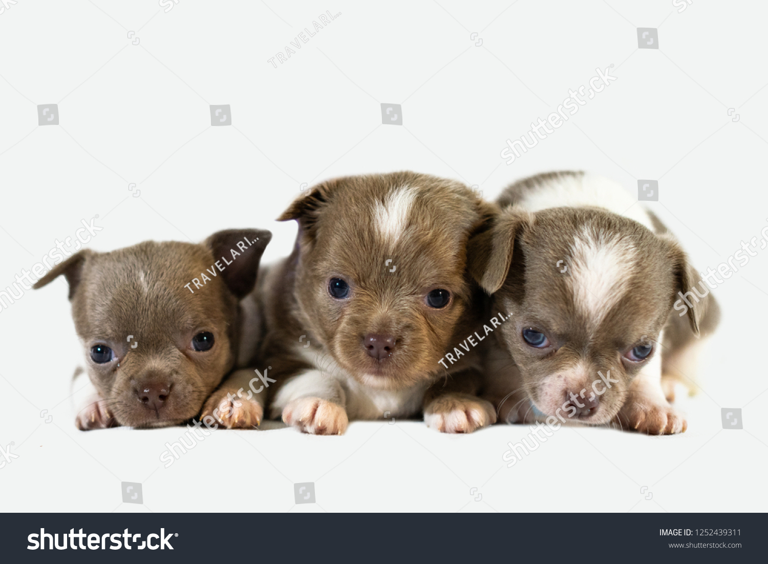 little puppy dogs
