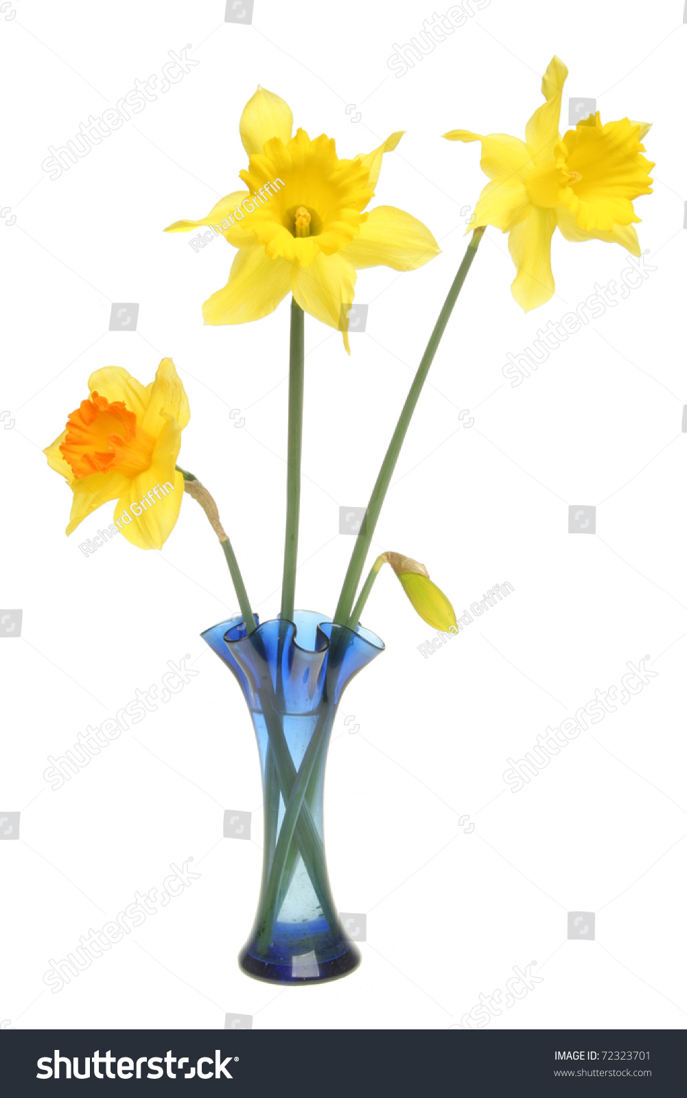 Three Daffodil Flowers And A Bud Loosely Arranged In A Blue Fluted ...