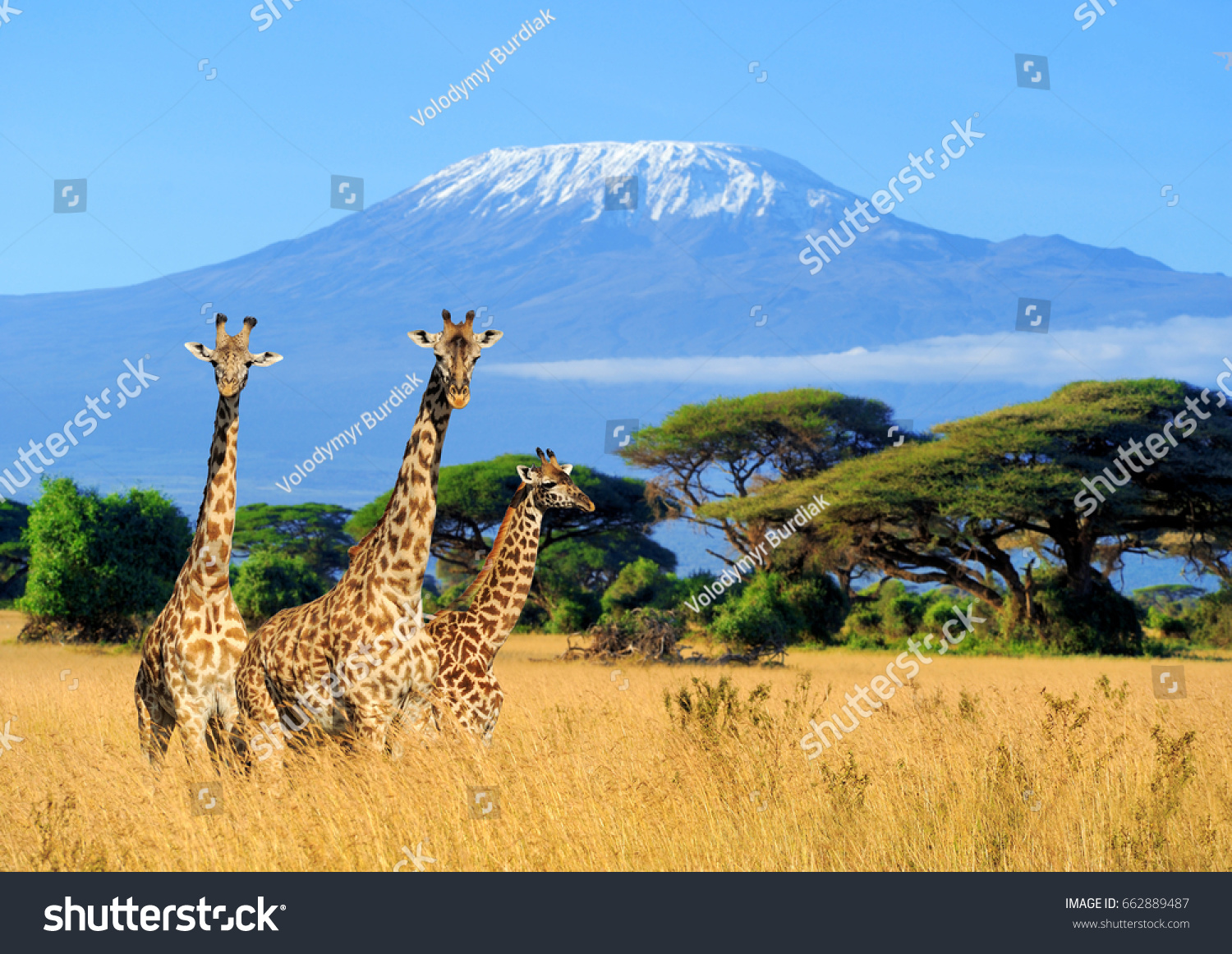 キリマンジャロの背景に3頭のキリン アフリカ ケニア国立公園 の写真素材 今すぐ編集