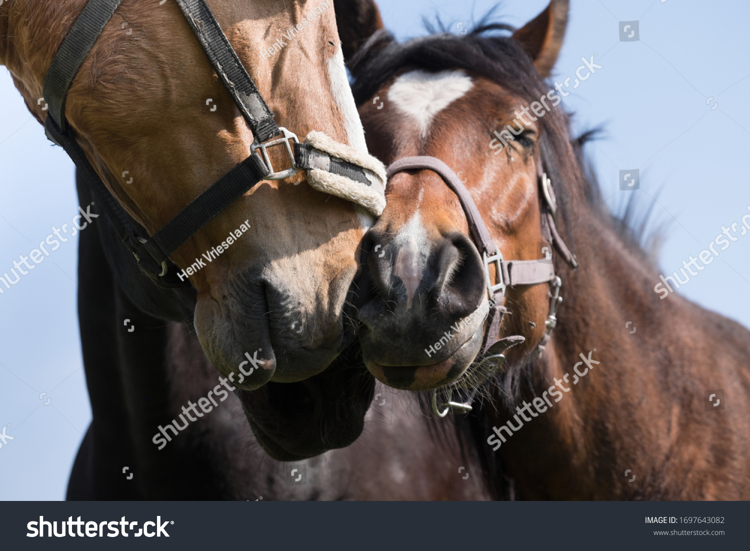 Three Horses Affectionately Rub Their Noses Stock Photo (Edit Now ...