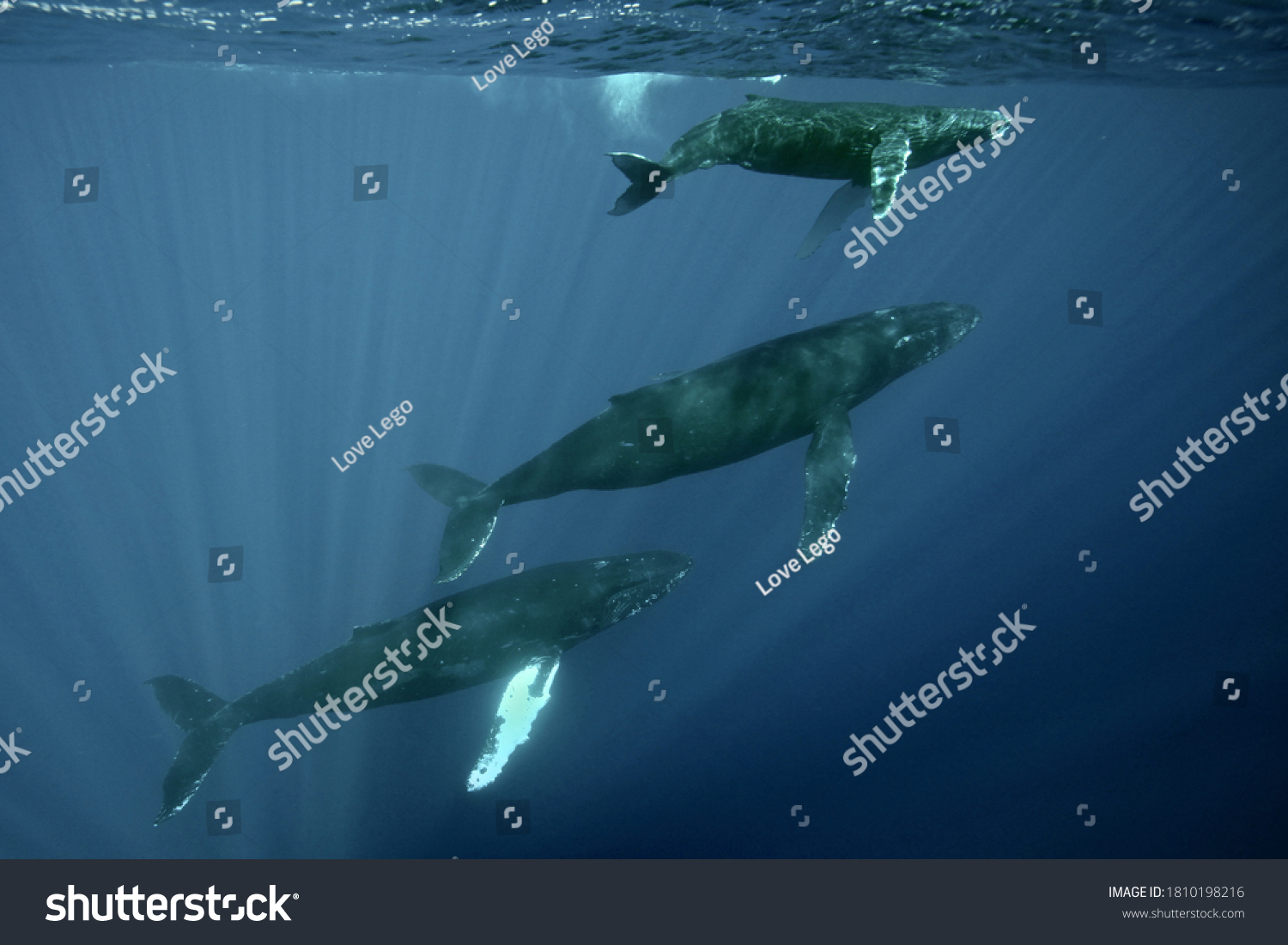 Three Humpback Whales Swim Hawaiian Islands Stock Photo Edit Now