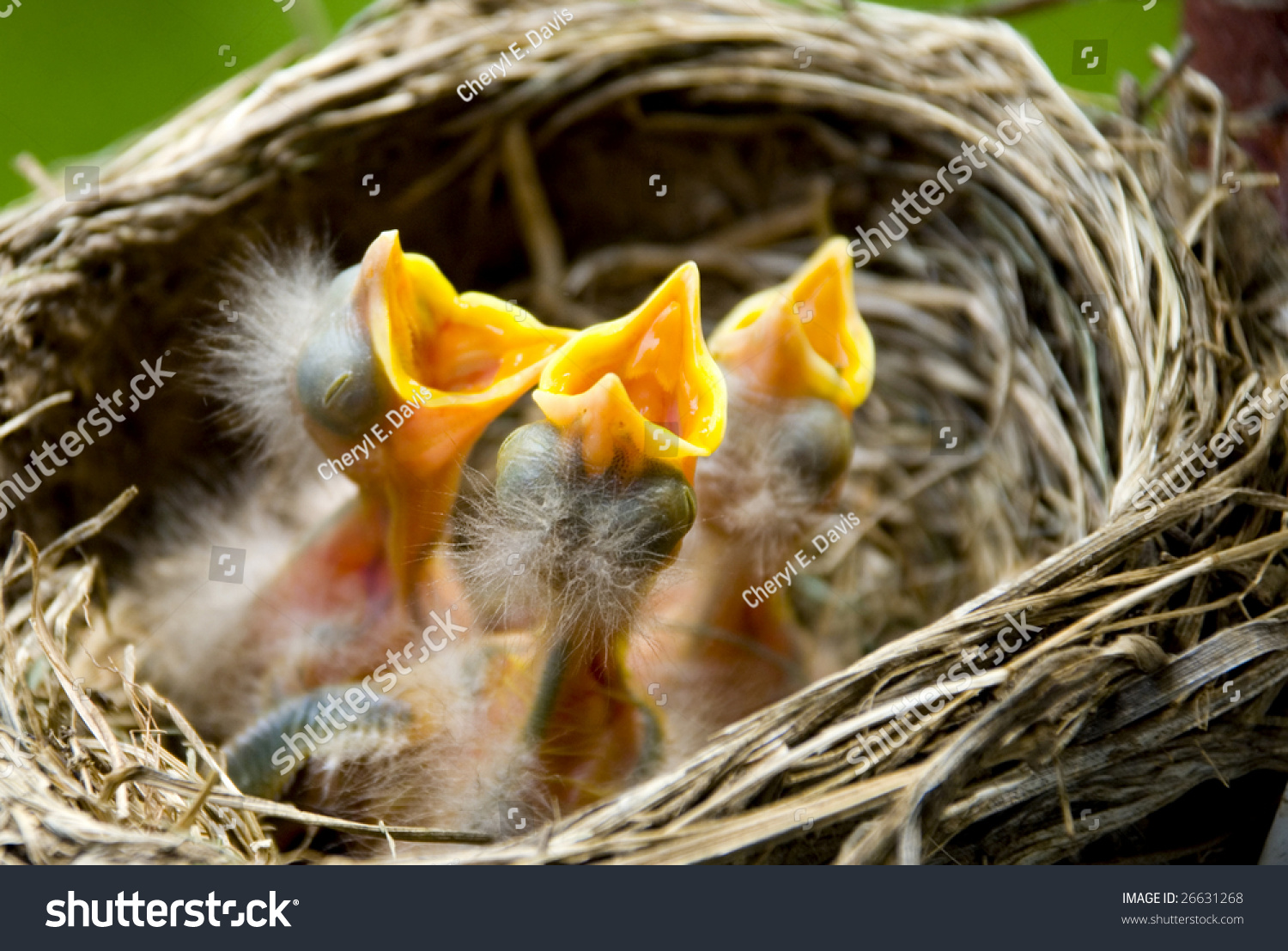 what to feed baby robins birds