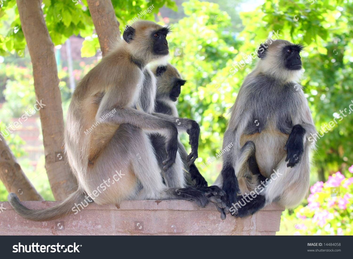  Yellow Dual Curve Template Design Featuring Three Monkeys Three