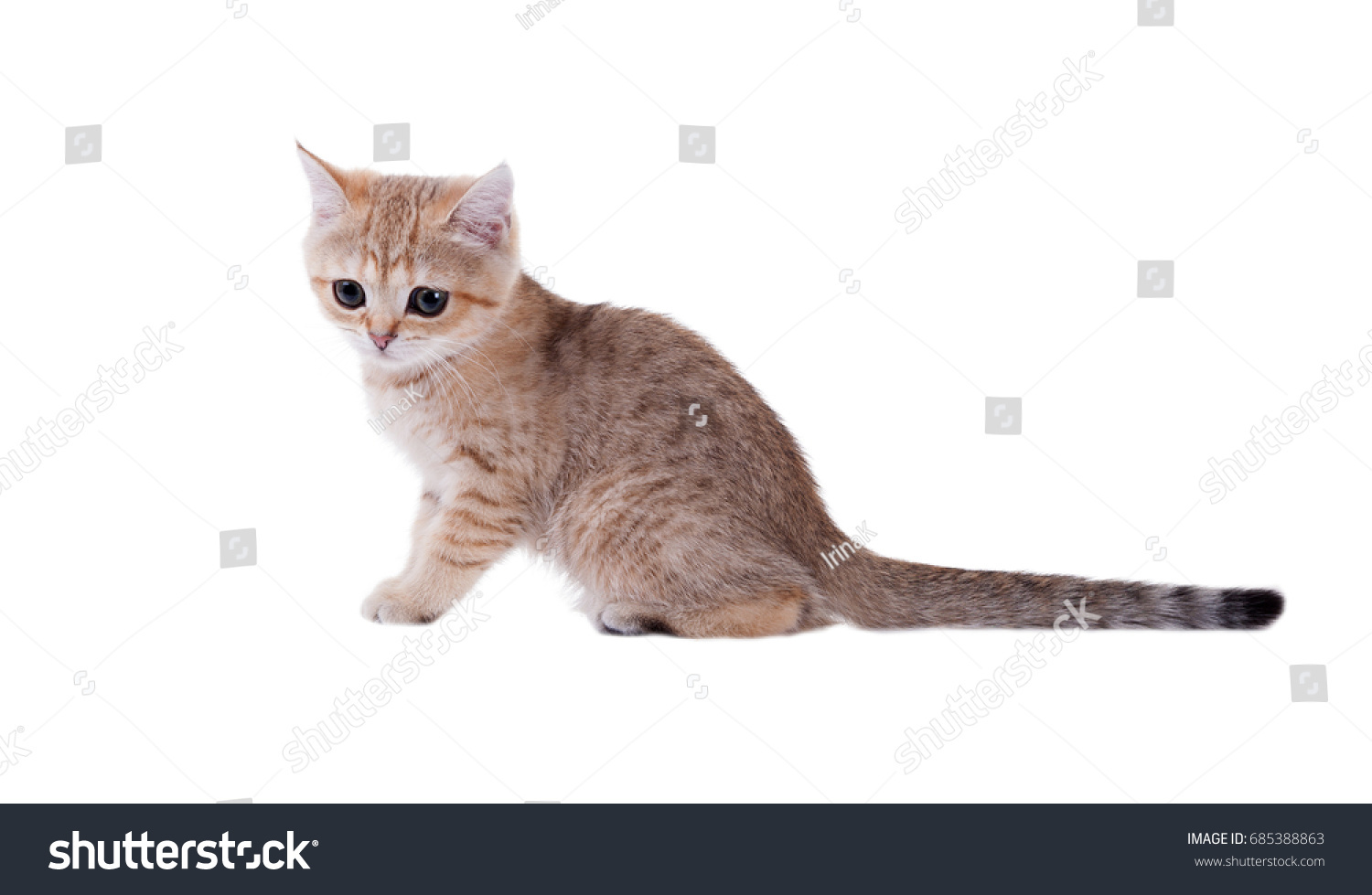 Three Month Old Kitten British Shorthair Stock Photo Edit Now