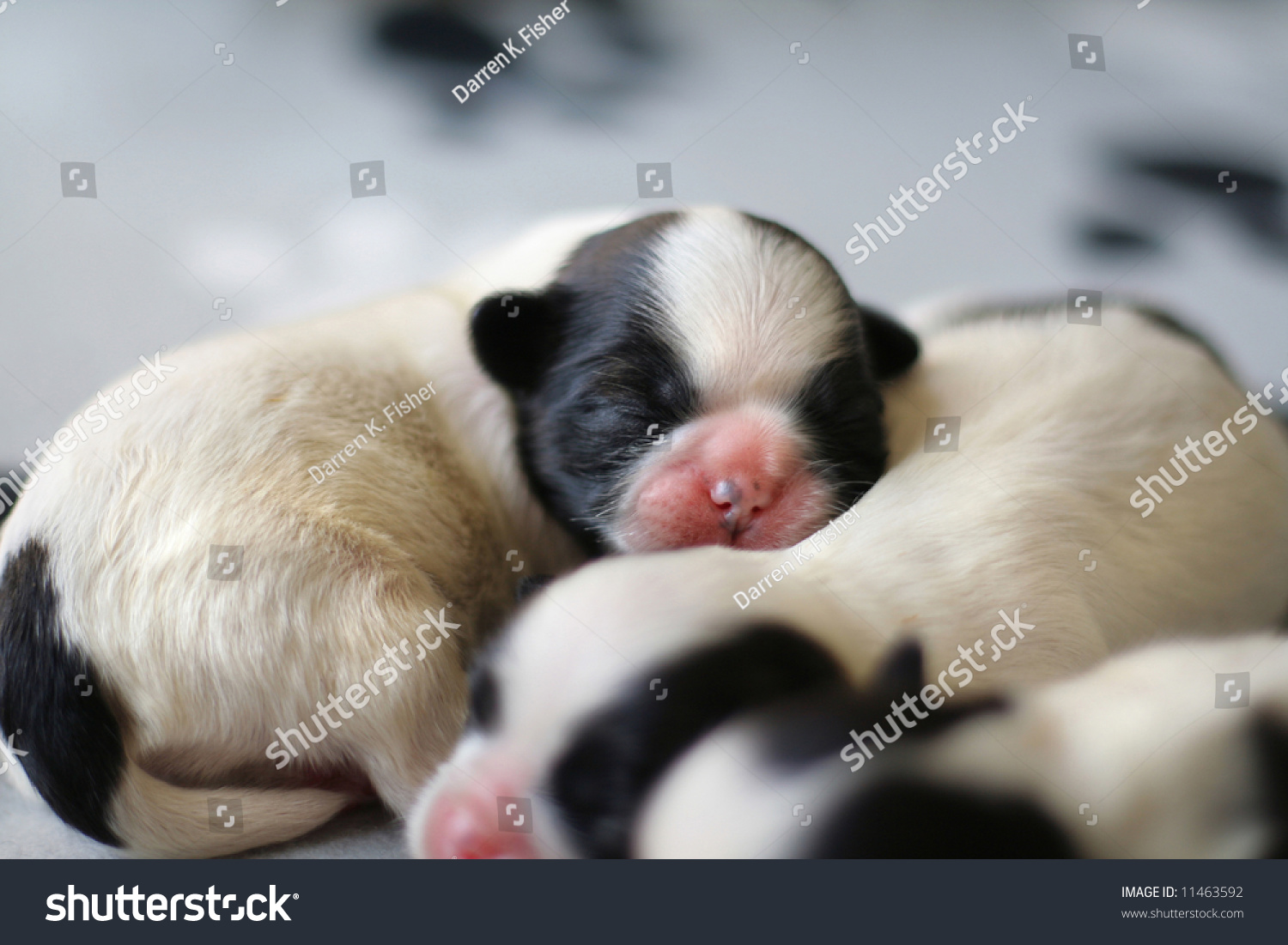 Three New Born Shih Tzu Puppies Stock Photo Edit Now 11463592