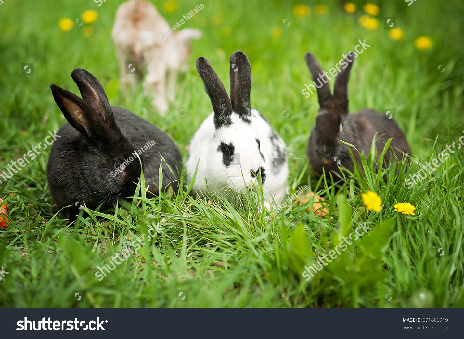 Rabbit In Green Grass On The Farm Stock Photo   Image Of Funny