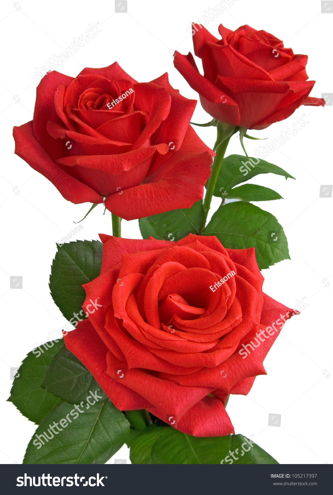 Three Red Roses Isolated On White Stock Photo 105217397 : Shutterstock