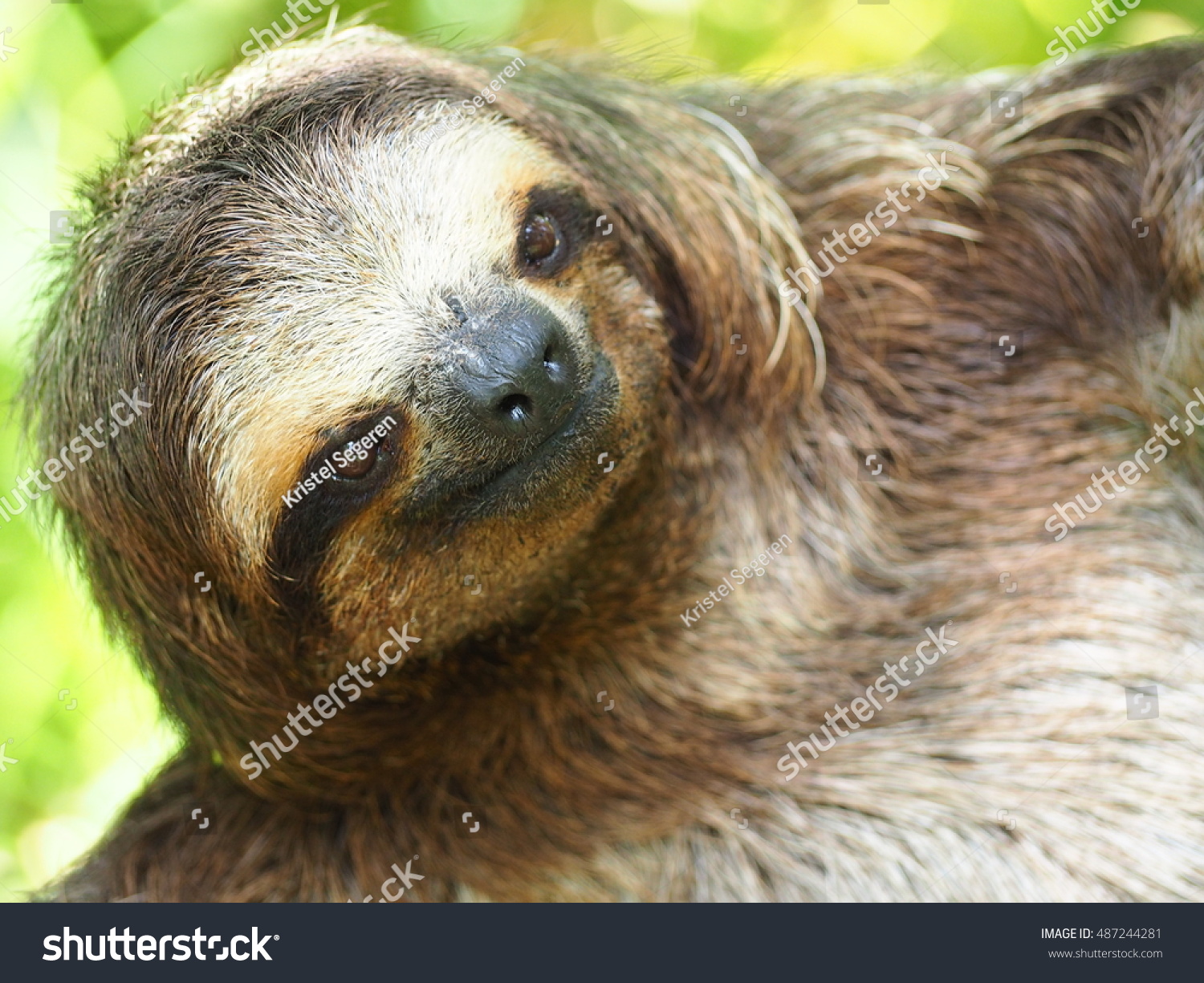 Three Toad Sloth Tree Stock Photo 487244281 - Shutterstock