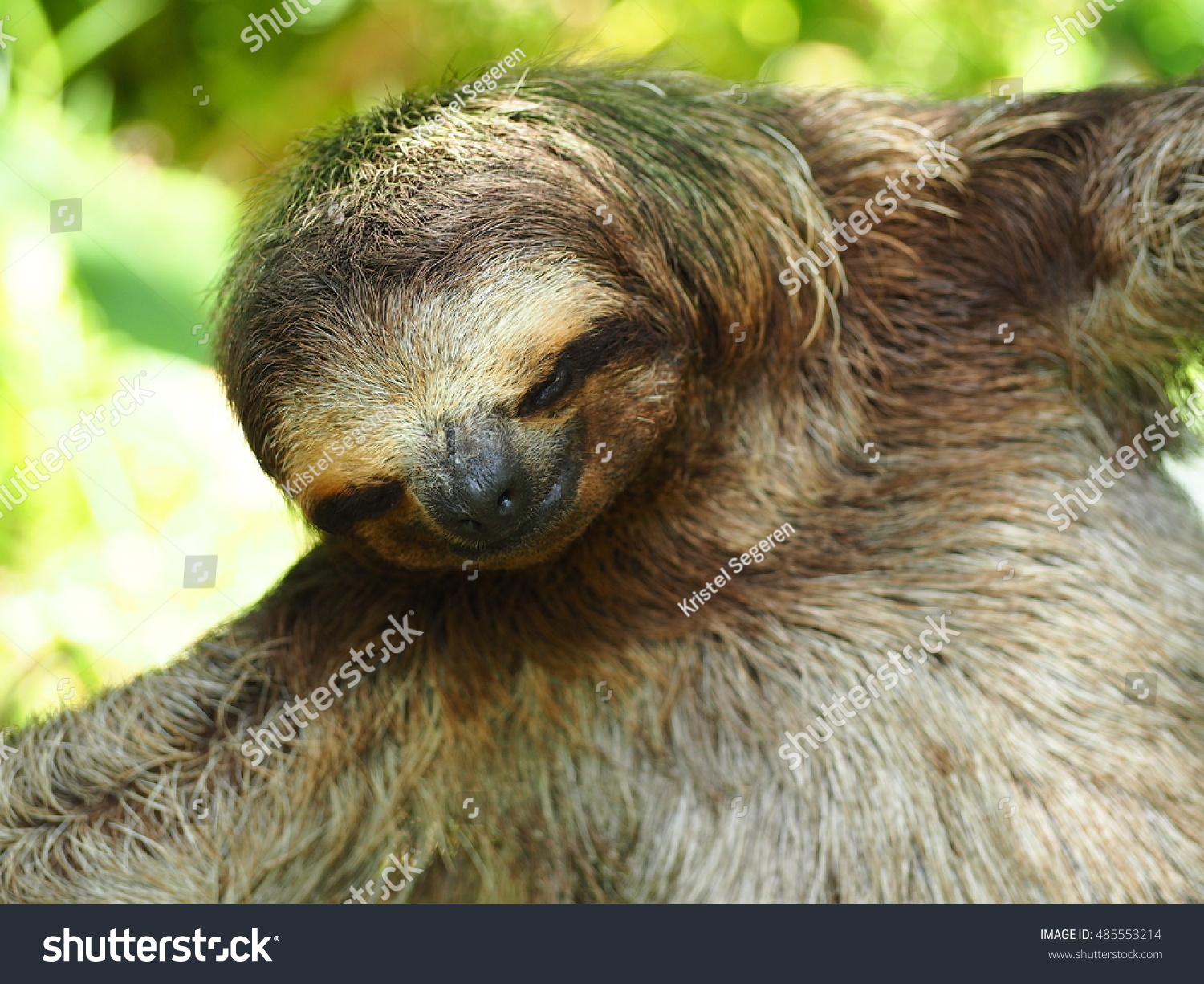 Three Toed Sloth Tree Stock Photo 485553214 - Shutterstock