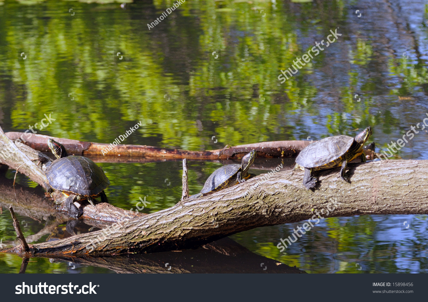 Three Tortoises Perched On A Laying Low In Water Tree And Bask In The ...