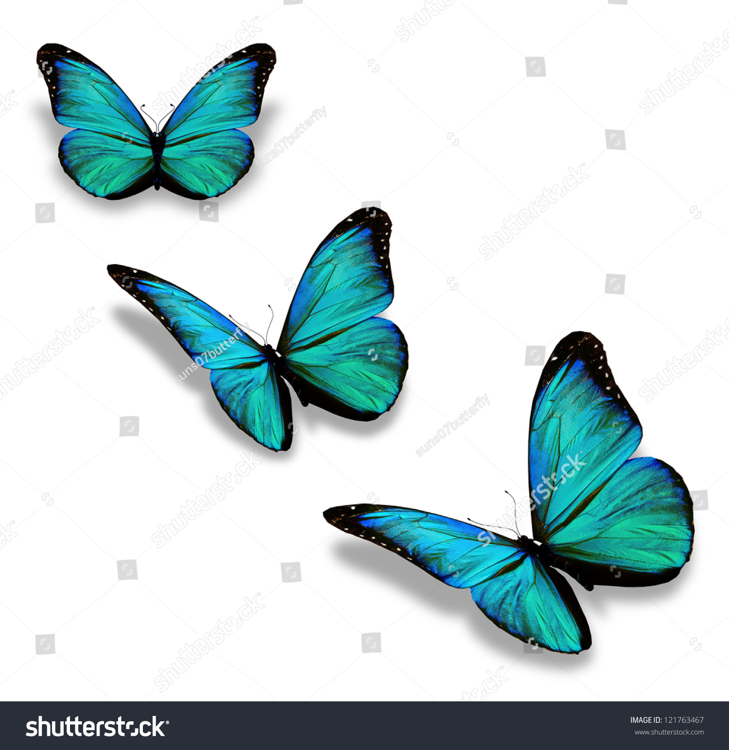 Three Turquoise Butterflies, Isolated On White Stock Photo 121763467 ...