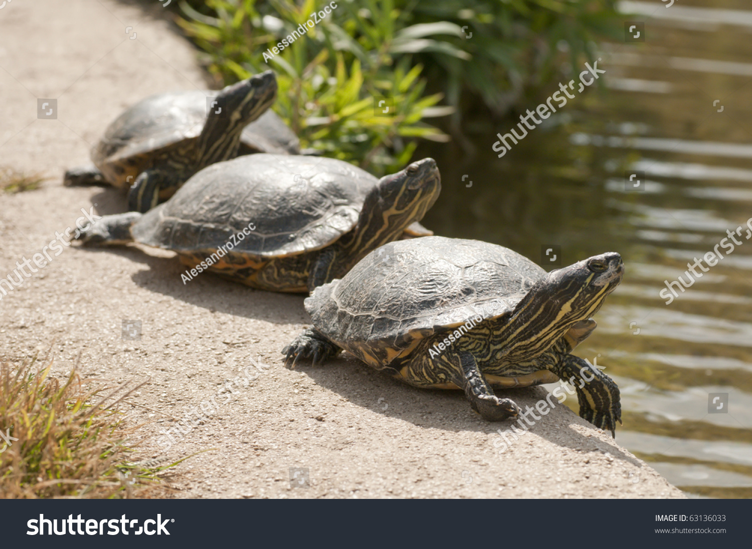 Three Turtles Basking In The Midday Sun Stock Photo 63136033 : Shutterstock