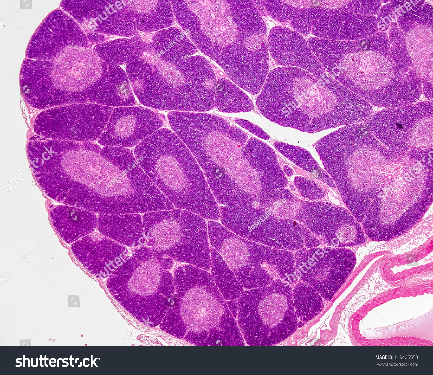 Structure Of Thymus