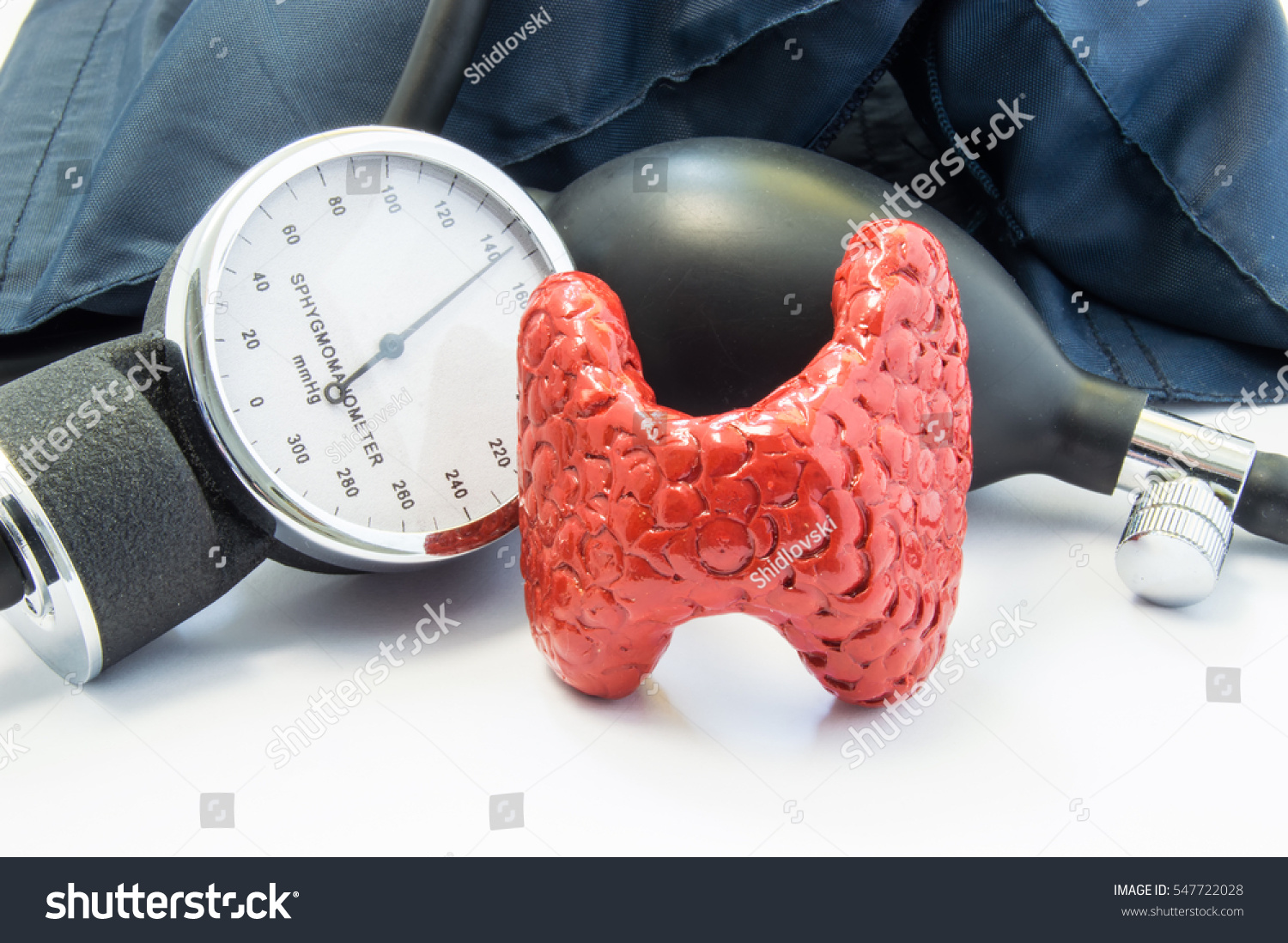 thyroid-blood-pressure-anatomical-model-thyroid-stock-photo-edit-now