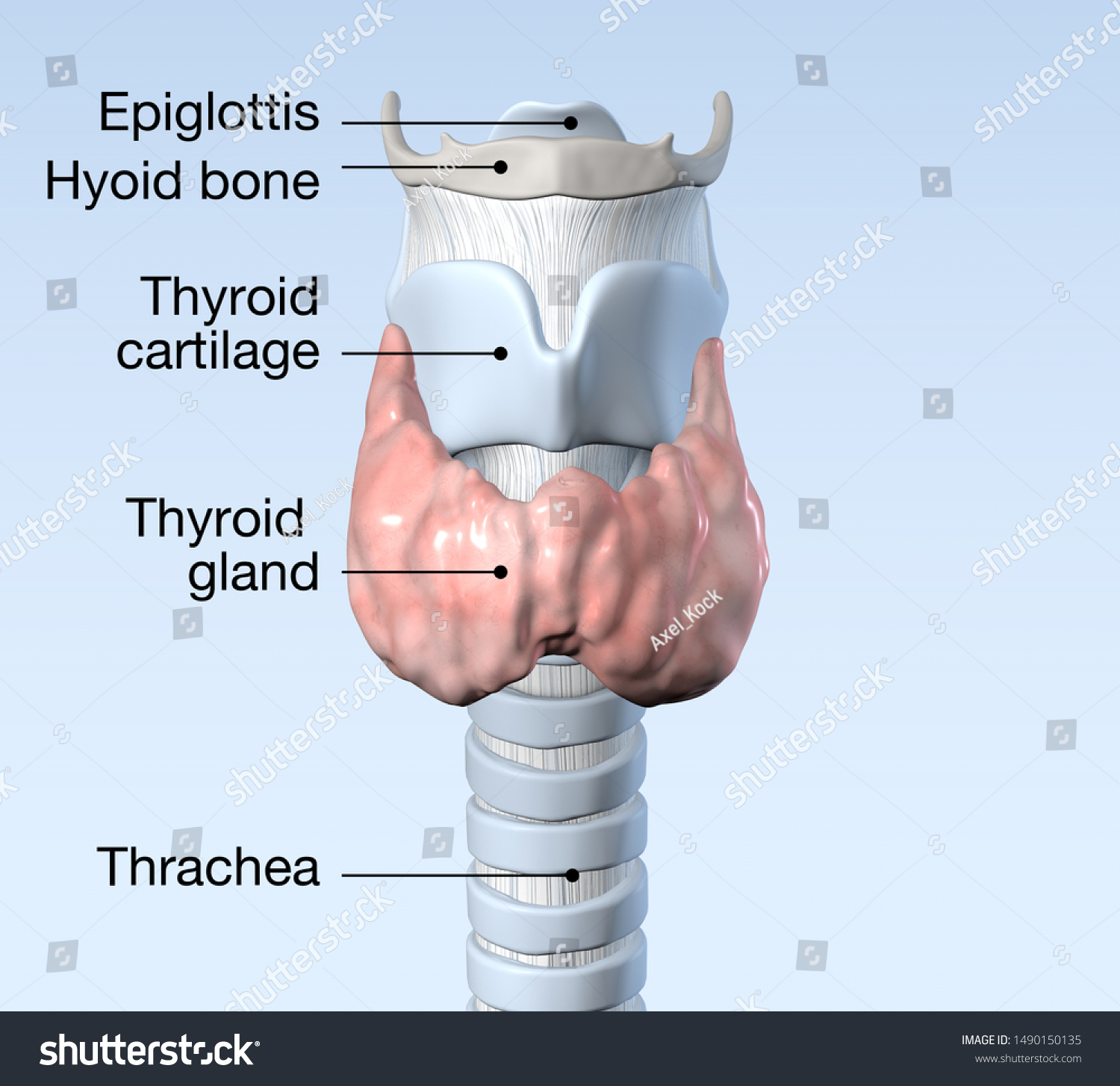 Thyroid Gland Trachea Thyroid Cartilage Thyorid Stock Illustration ...