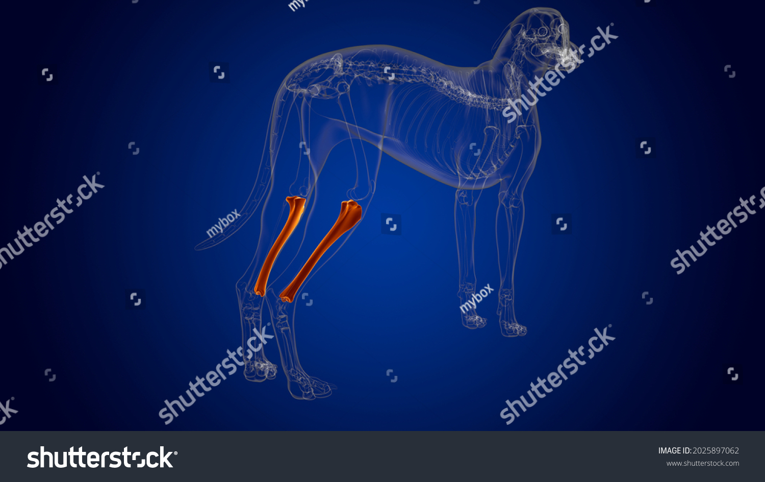 Tibia Bones Dog Skeleton Anatomy Medical Stock Illustration 2025897062 ...