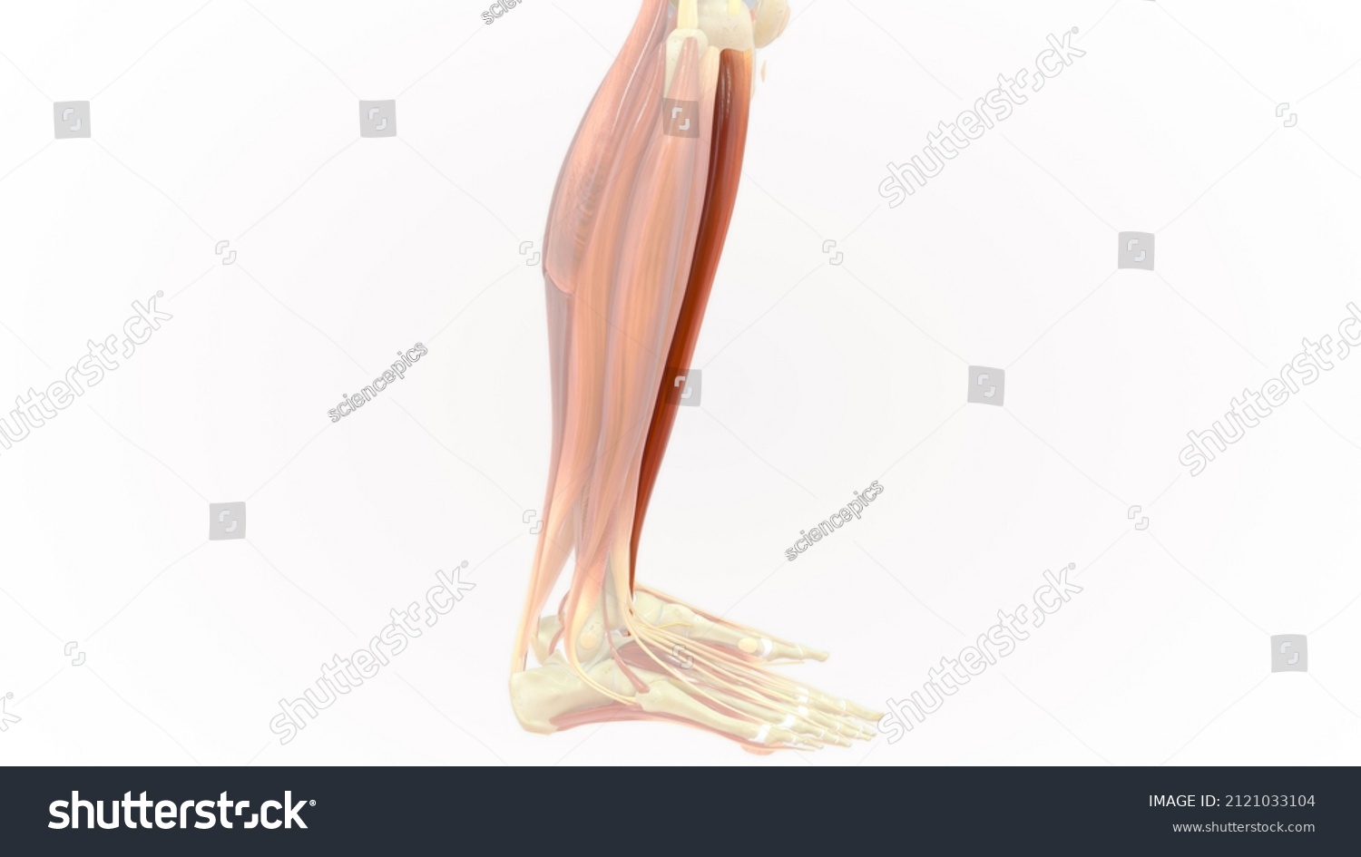 Tibialis Anterior Muscle Anatomy 3d Illustration Stock Illustration ...