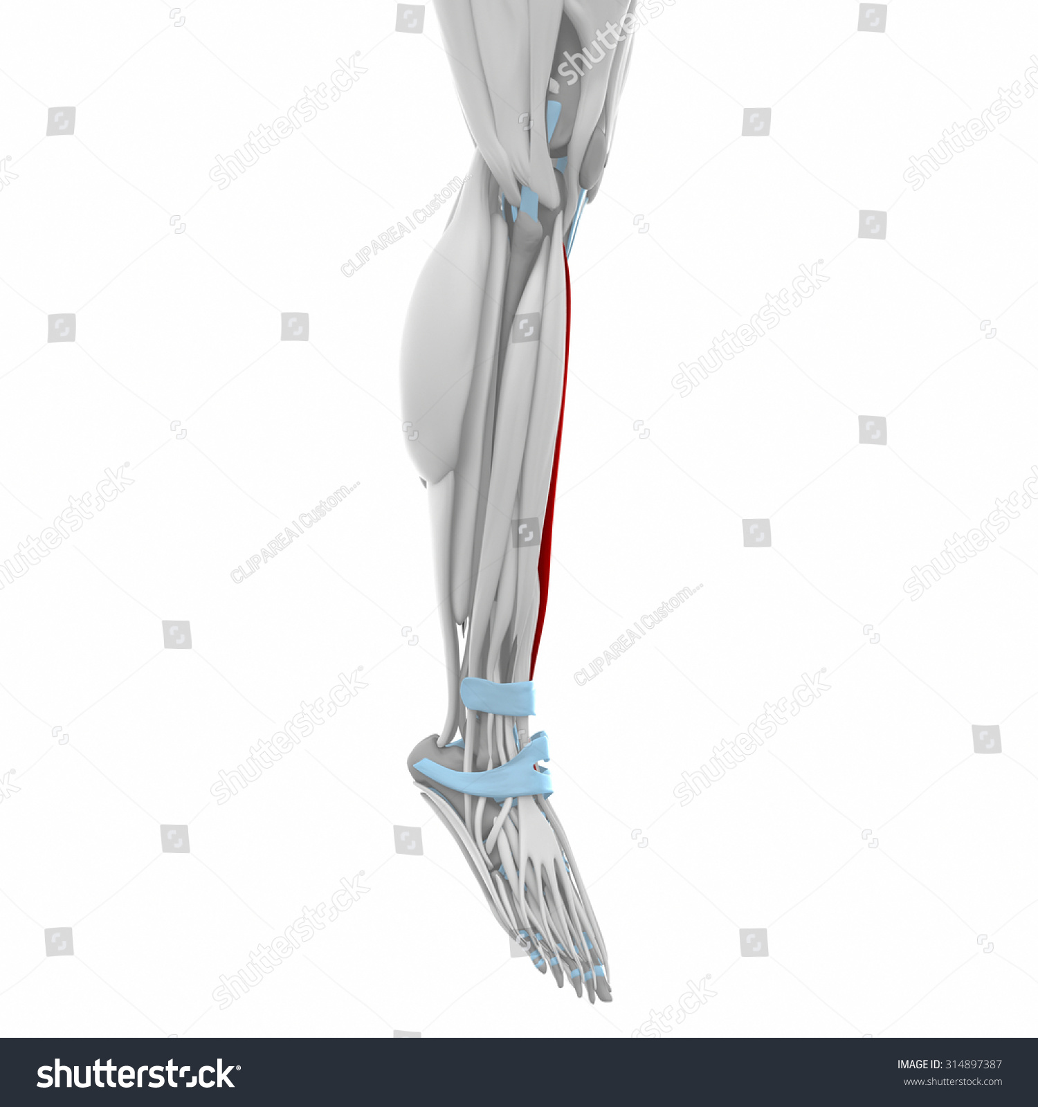 Tibialis Anterior Muscles Anatomy Map Stock Illustration 314897387