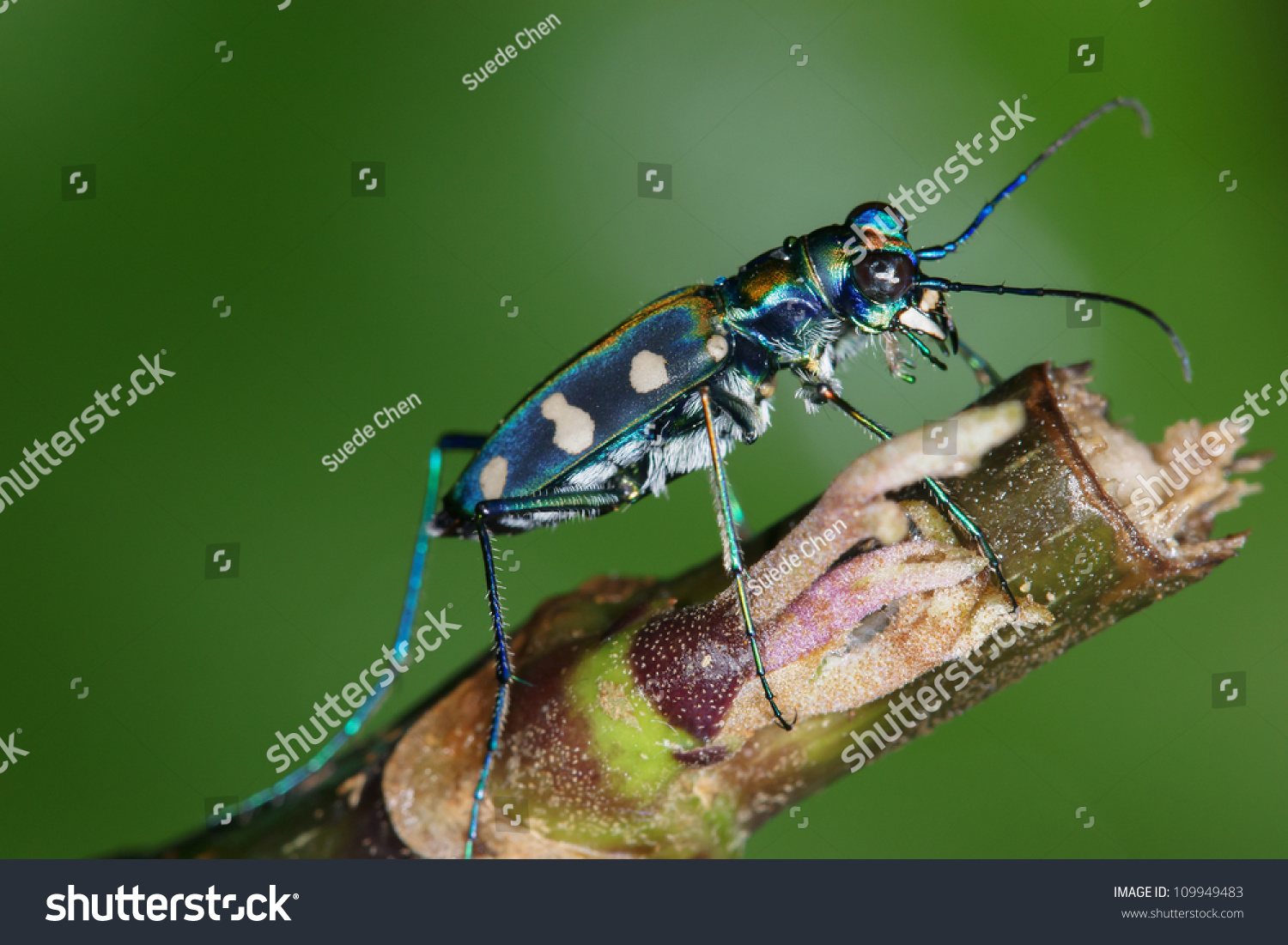 Tiger Beetle Stock Photo (Edit Now) 109949483