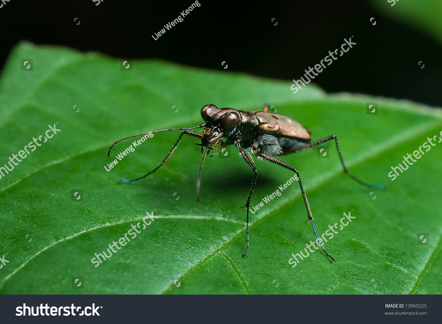 Tiger Beetle Stock Photo (Edit Now) 13969225