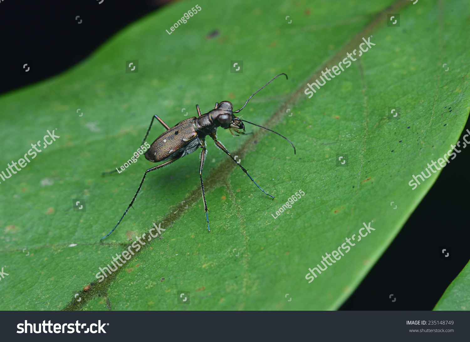 Tiger Beetle Stock Photo 235148749 | Shutterstock