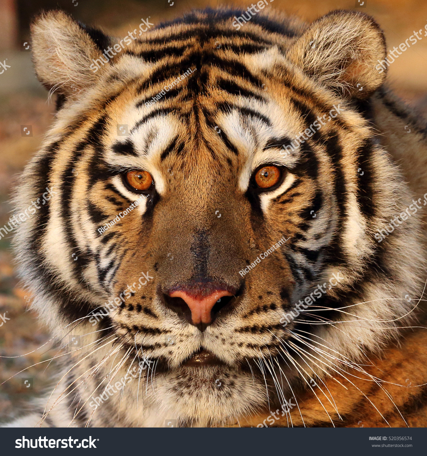 Tiger Close-Up Of Face Stock Photo 520356574 : Shutterstock