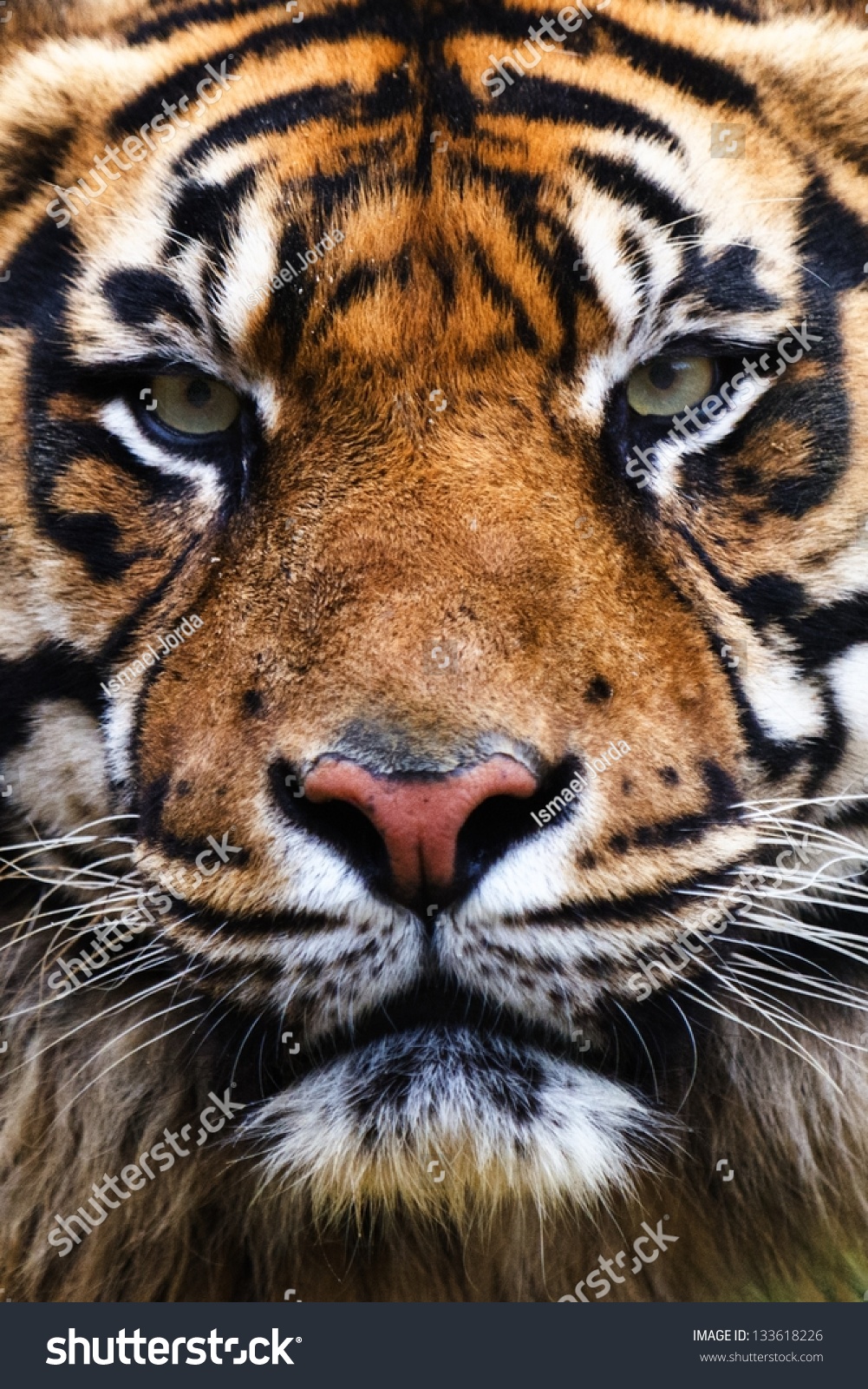 Tiger Close Portrait Stock Photo 133618226 - Shutterstock